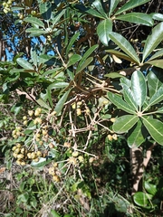 Didymopanax macrocarpus