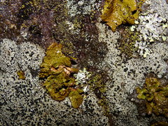 Lasallia pensylvanica