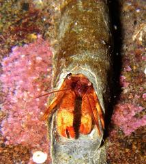 Discorsopagurus schmitti