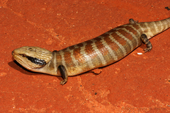 Tiliqua multifasciata