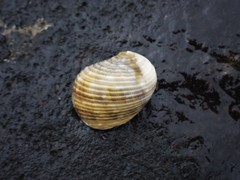 Nerita chamaeleon
