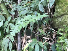 Hymenasplenium excisum