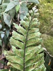Hymenasplenium excisum