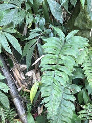 Hymenasplenium excisum