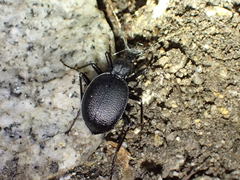 Scaphinotus punctatus