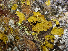 Lasallia pensylvanica