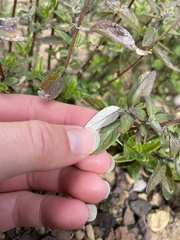 Monardella hypoleuca hypoleuca