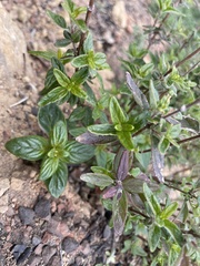 Monardella hypoleuca hypoleuca