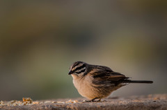 Emberiza capensis cinnamomea