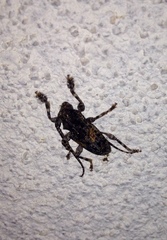 Aegomorphus circumflexus
