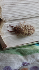 Nymphidae