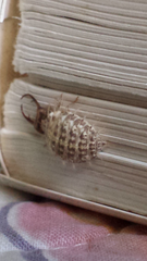 Nymphidae