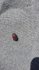 Pericoptus