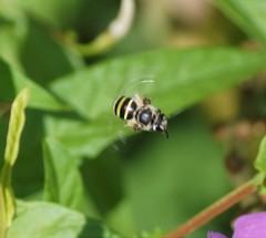 Nomia rubroviridis