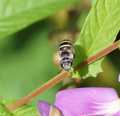Nomia rubroviridis