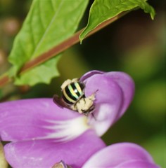 Nomia rubroviridis