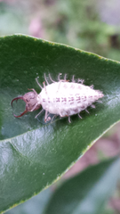 Nymphidae