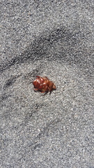 Pericoptus