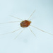 Camerobiidae - Photo (c) jw,  זכויות יוצרים חלקיות (CC BY-NC), הועלה על ידי jw