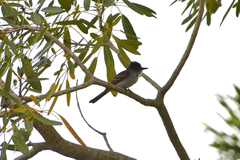 Myiarchus antillarum