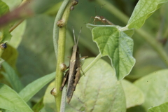 Stenocatantops angustifrons
