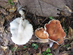 Leucopaxillus gracillimus