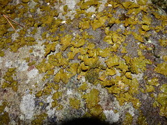 Lasallia pensylvanica