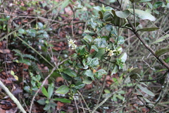 Palicourea boqueronensis