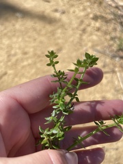 Galium cliftonsmithii