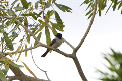 Myiarchus antillarum