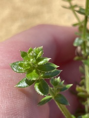 Galium cliftonsmithii