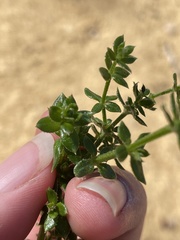 Galium cliftonsmithii