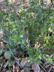 Galium cliftonsmithii