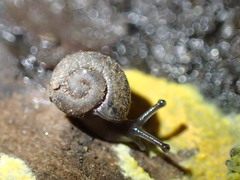 Helminthoglypta petricola