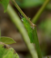 Stenocatantops angustifrons