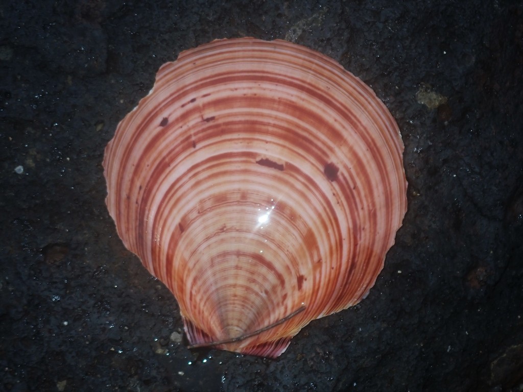 Ylistrum