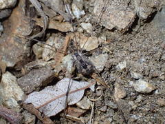 Leuronychus pacificus