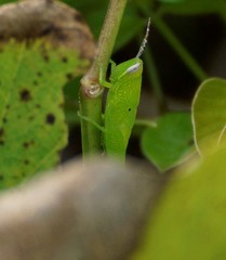 Stenocatantops angustifrons