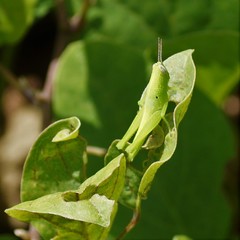 Stenocatantops angustifrons