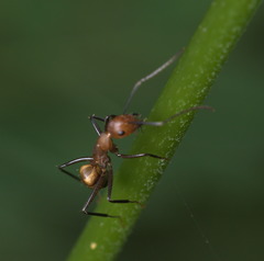 Camponotus nicobarensis