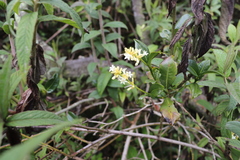 Palicourea boqueronensis