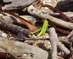 Stenocatantops angustifrons