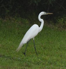 Ardea alba