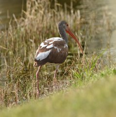 Eudocimus albus