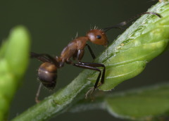 Camponotus nicobarensis