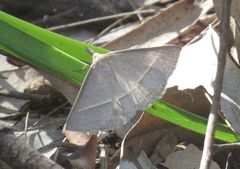 Epidesmia perfabricata