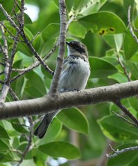 Setophaga coronata coronata