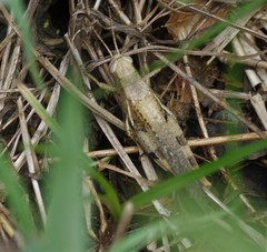 Stenocatantops angustifrons