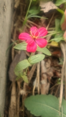 Zinnia