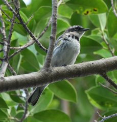 Setophaga coronata coronata